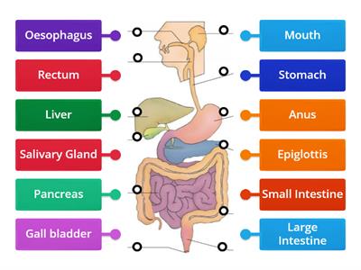 Digestive System