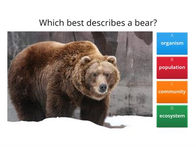 Organism, Population, Community, Ecosystem