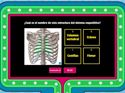 Sistema esquelético 