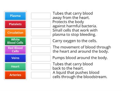 Circulatory System Match Up