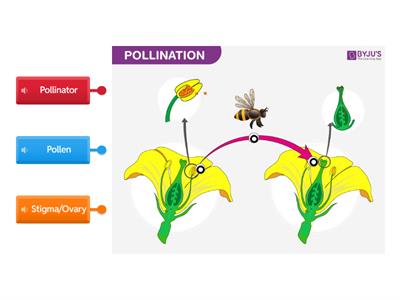  Pollination w/audio