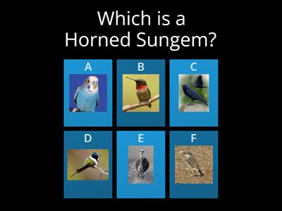 Bird Quiz