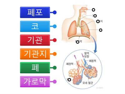 호흡기관