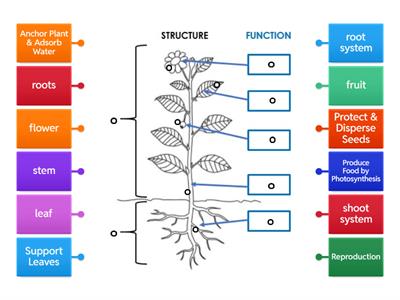 Plant Structure & Function -