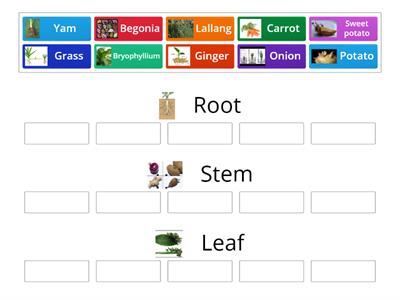 Type of Vegetative Reproduction