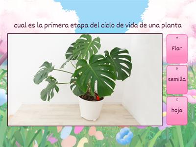 Plantas