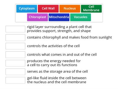 Cell Organelles