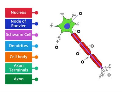 Label the Neuron