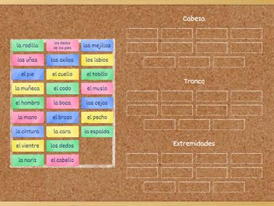 Partes del cuerpo