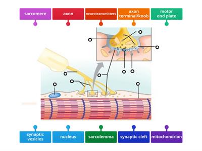 Neuromuscular junction