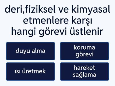 Deri katmanları ve görevleri