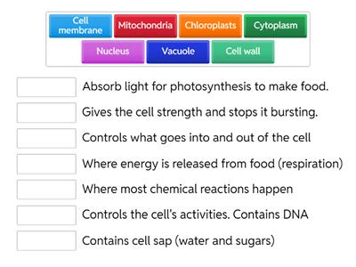 PLANT Cell organelles and functions