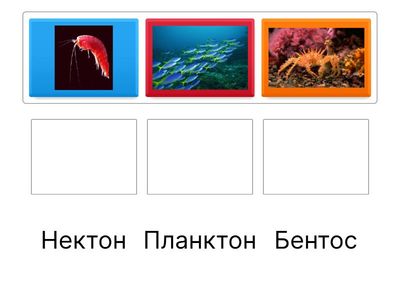 Живые организмы в океане