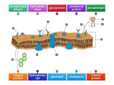 Label a cell membrane diagram