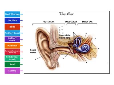 The Ear