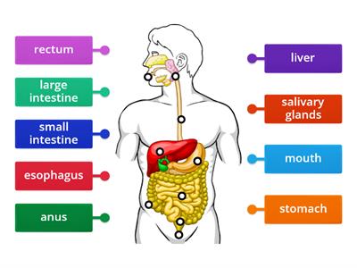 Digestive System 5th grade