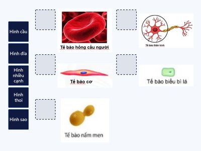 Hình dạng của tế bào