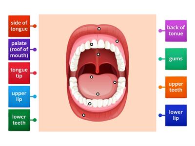 Articulators diagram for SLP's