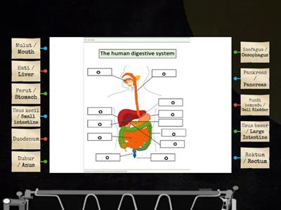 Sains Tingkatan 2 : Sistem pencernaan manusia / Human Digestive System. 