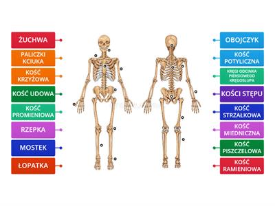 SZKIELET CZŁOWIEKA