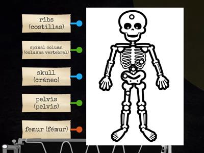 Skeletal system