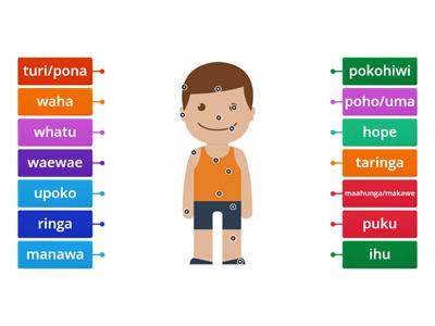 Body parts in Te Reo Maori