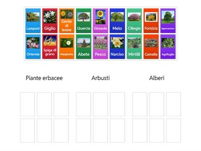 Alberi, arbusti e piante erbacee