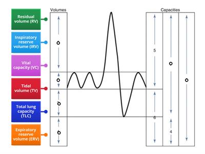 Breathing rate diagram 