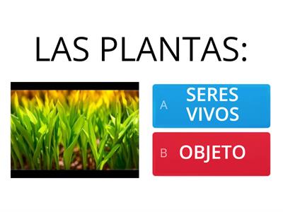 PREGUNTAS SOBRE LAS PLANTAS