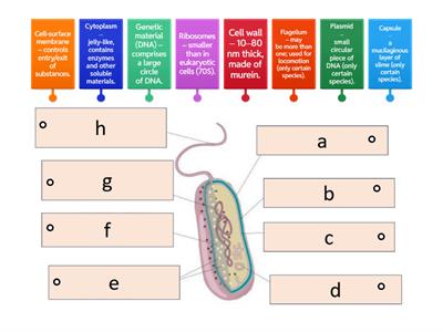 Prokaryotic cell - structures and functions