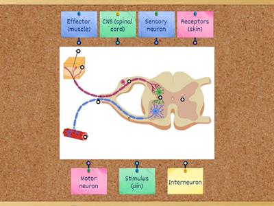 neurons (Label diagram)