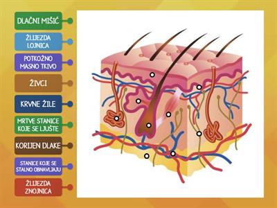 KOŽA - POVEŽI REČENICE SA OZNAKAMA NA SLICI