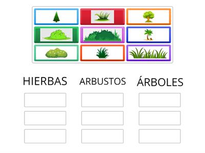 Clasificar los tipos de plantas 