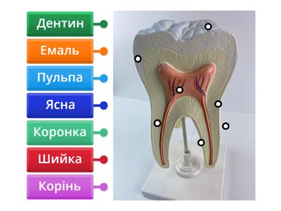 Будова зуба
