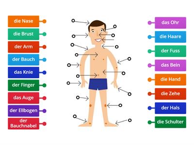 Domino Deutsch 1, Kapitel 5 Körperteile