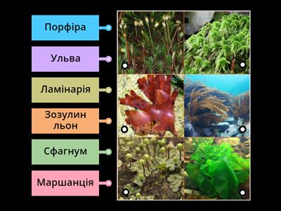 Водорості та мохи