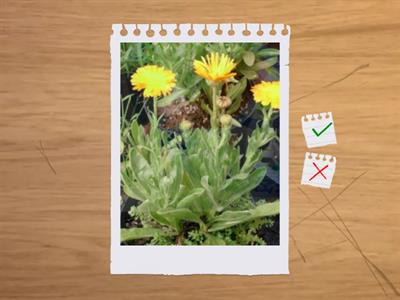 造園丙級識別圖卡