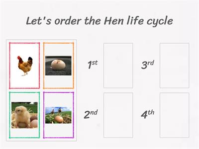 Hen Life Cycle