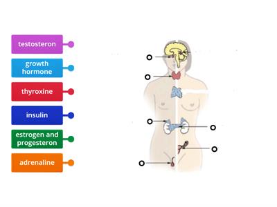 Hormone secretion of endocrine system