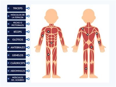  IDÉNTIFICAMOS LOS MUSCULOS DEL CUERPO HUMANO