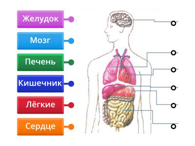 Внутренние органы