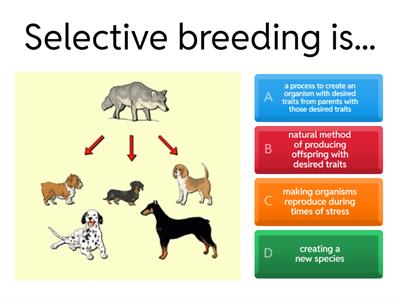 Selective Breeding
