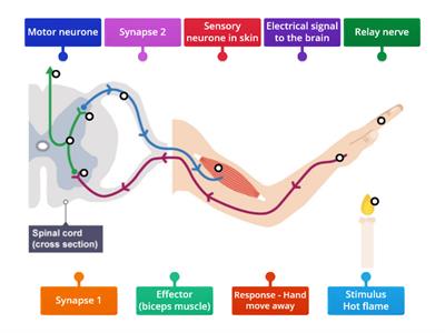 Nervous System