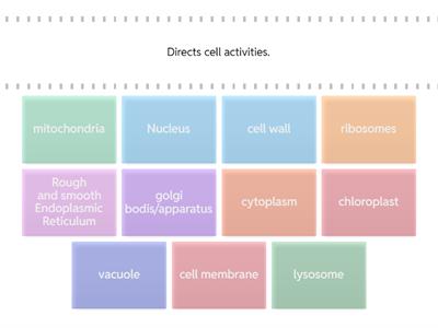 Cell Organelles and function review
