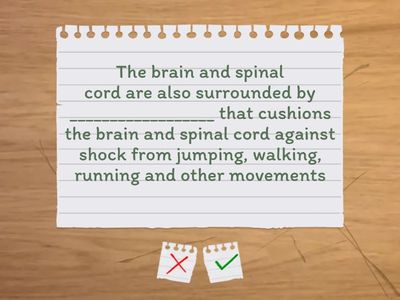 Sci_4a_The Brain and Spinal Cord