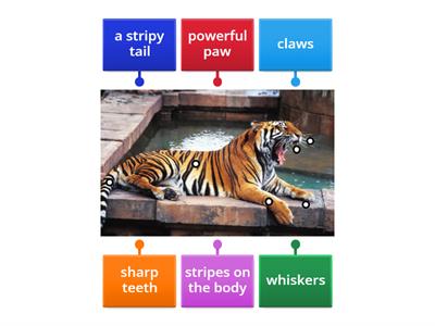 EO 1_Unit 5_Vocabulary_Tiger