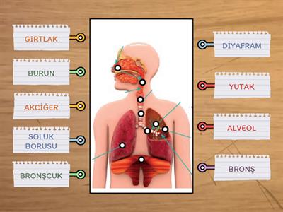 SOLUNUM SİSTEMİ