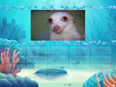 appearance and vocabulary A1