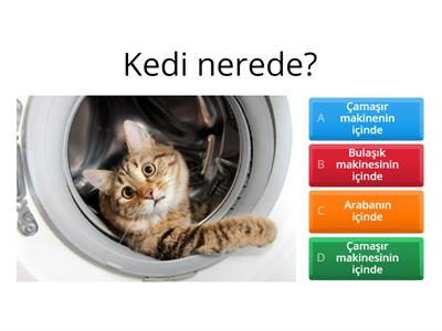 Kedi nerede?