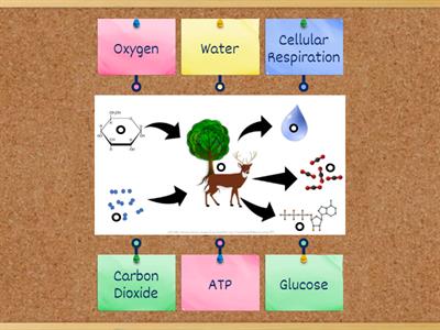 Cellular Respiration Diagram Labeling